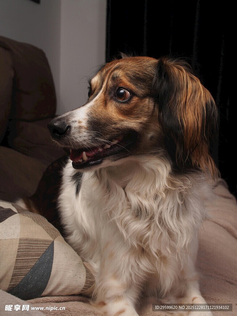 可爱褐白相间小狗正侧头