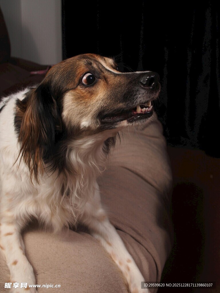 趴沙发上的可爱小狗