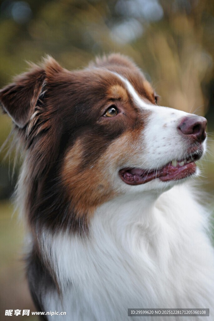 可爱三色边牧户外特写