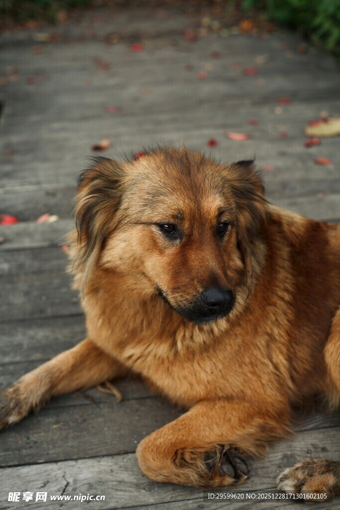 趴着的棕色小狗