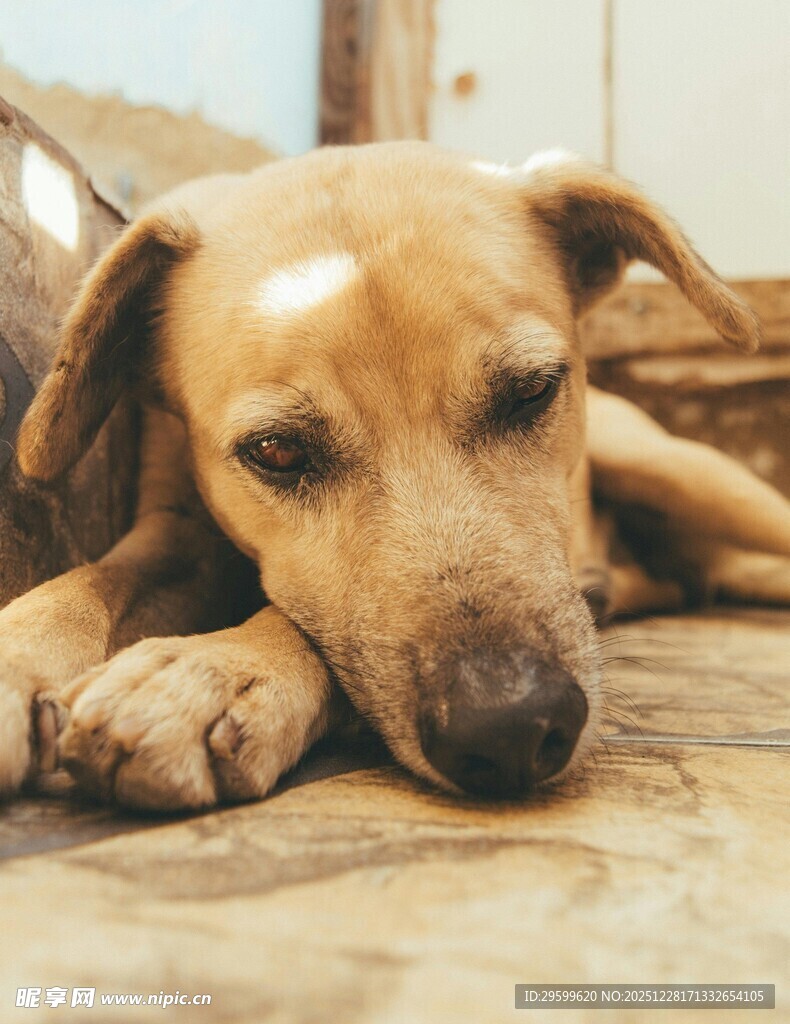 趴着的忧郁小狗