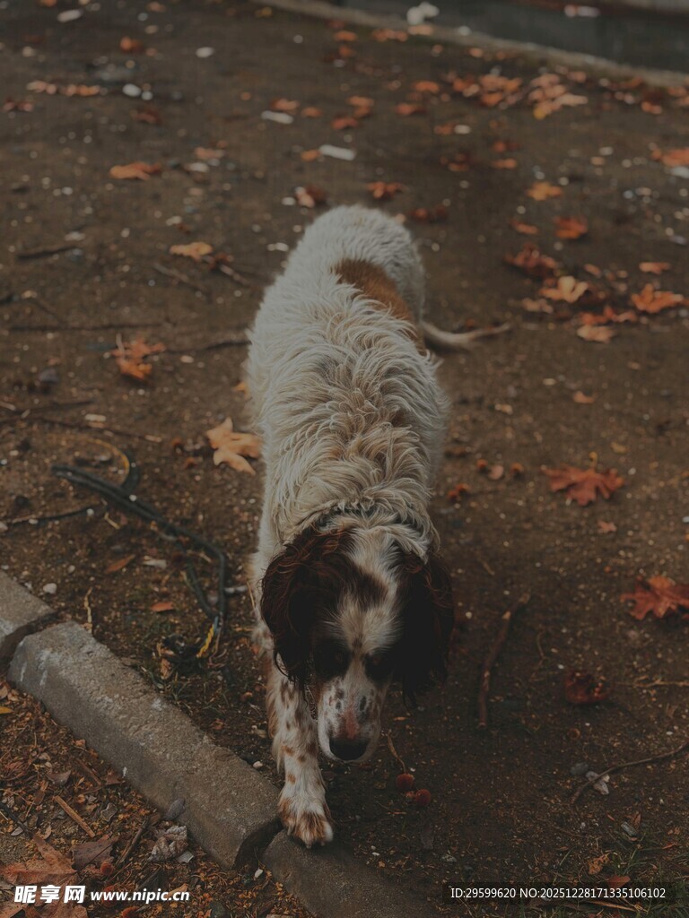 漫步的斑点小狗