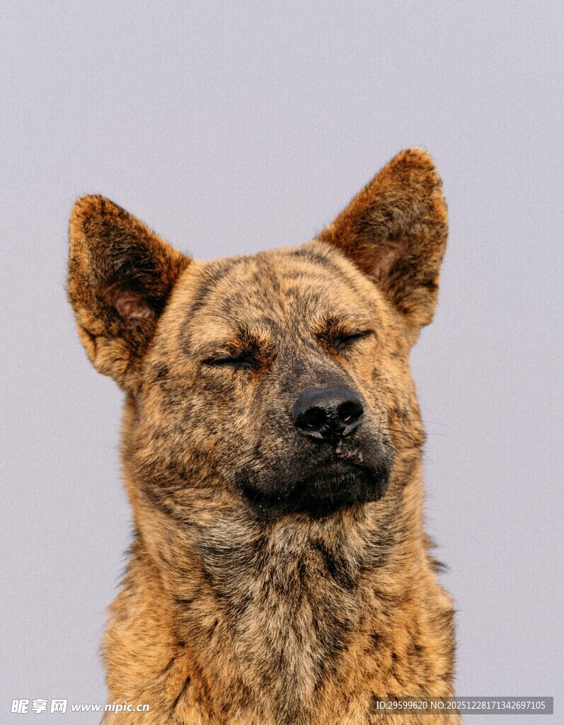 闭眼的棕色狗狗