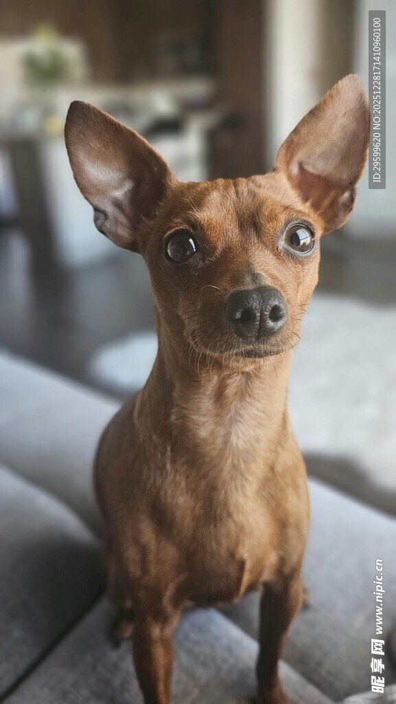 可爱棕色小狗坐于沙发上