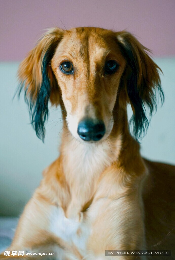 可爱棕色长毛狗狗静卧