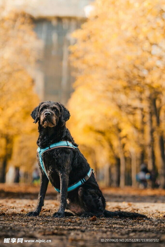 秋日中坐着的可爱狗狗