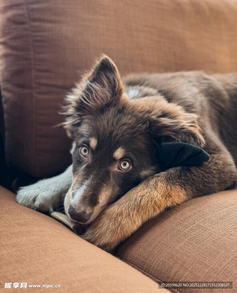 慵懒狗狗惬意躺沙发