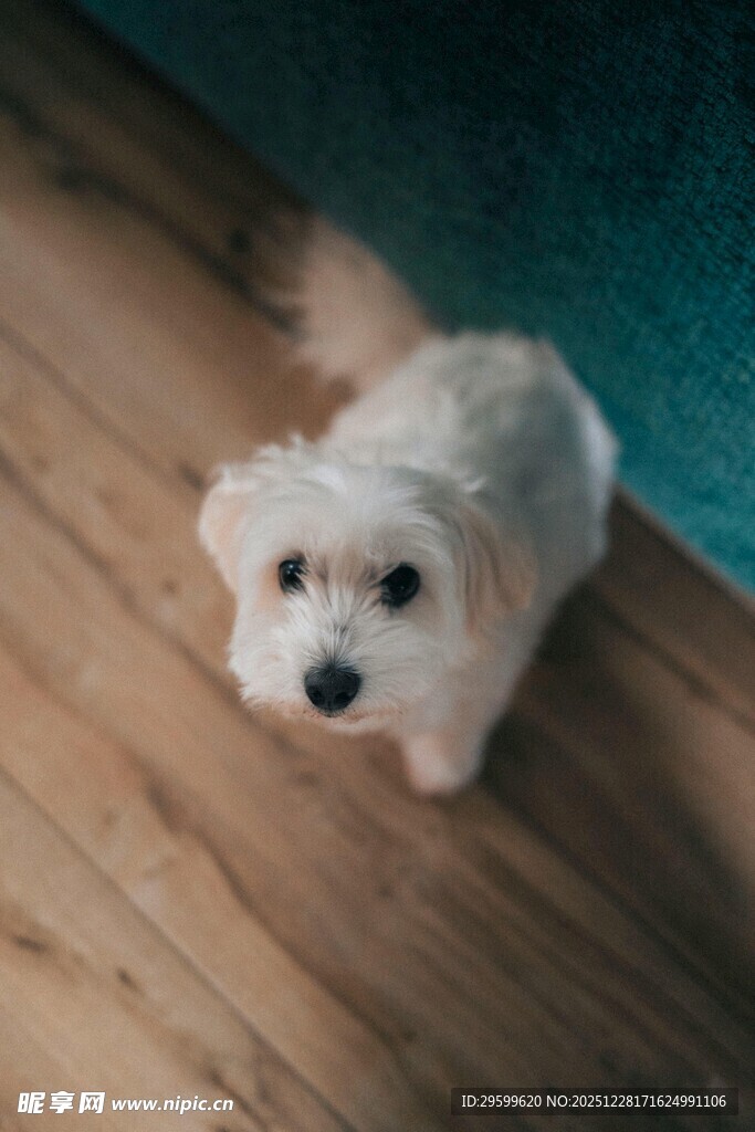 可爱小白狗呆萌抬头望