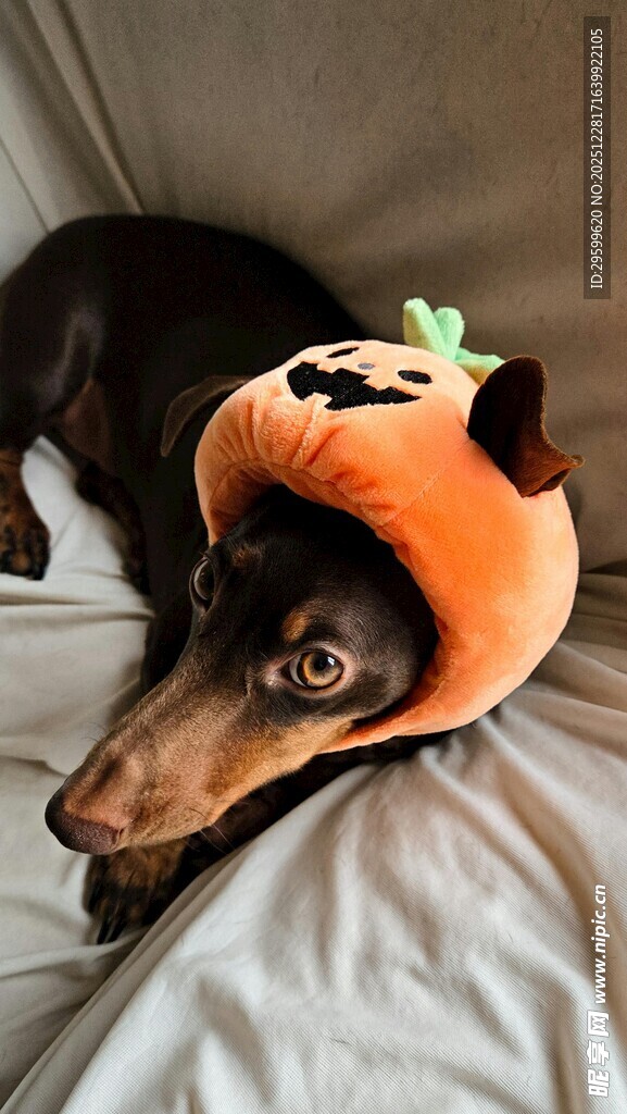 戴南瓜头套的可爱狗狗