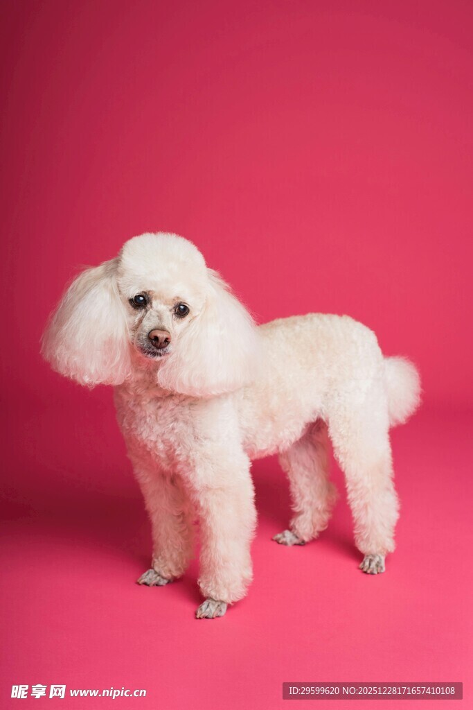 白色贵宾犬站立于粉色背景