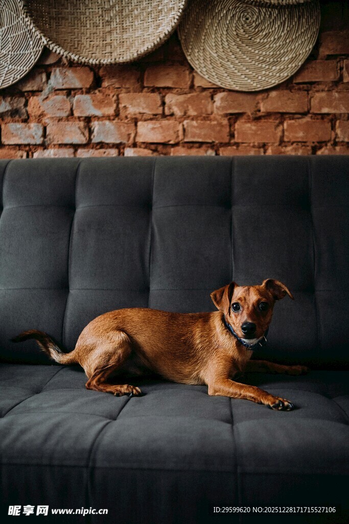 沙发上的可爱小狗