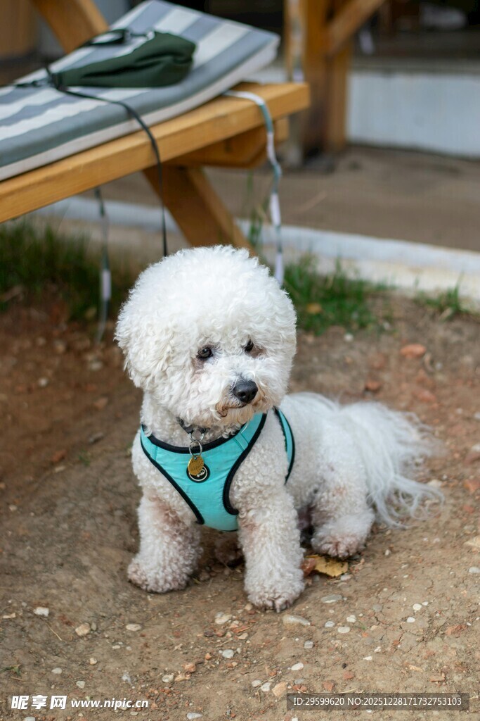 可爱比熊犬户外休闲模样