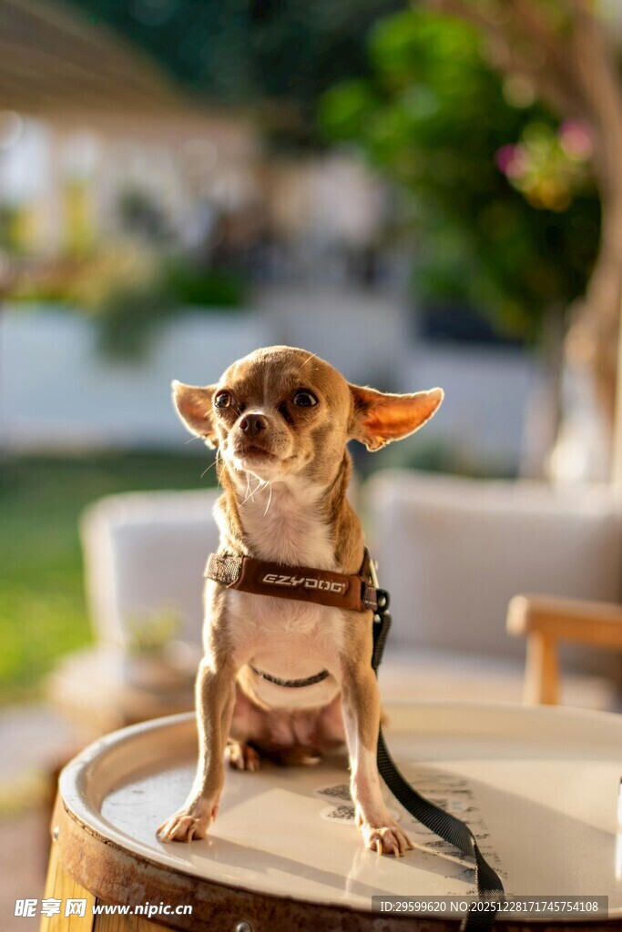 可爱吉娃娃端坐展示乖巧