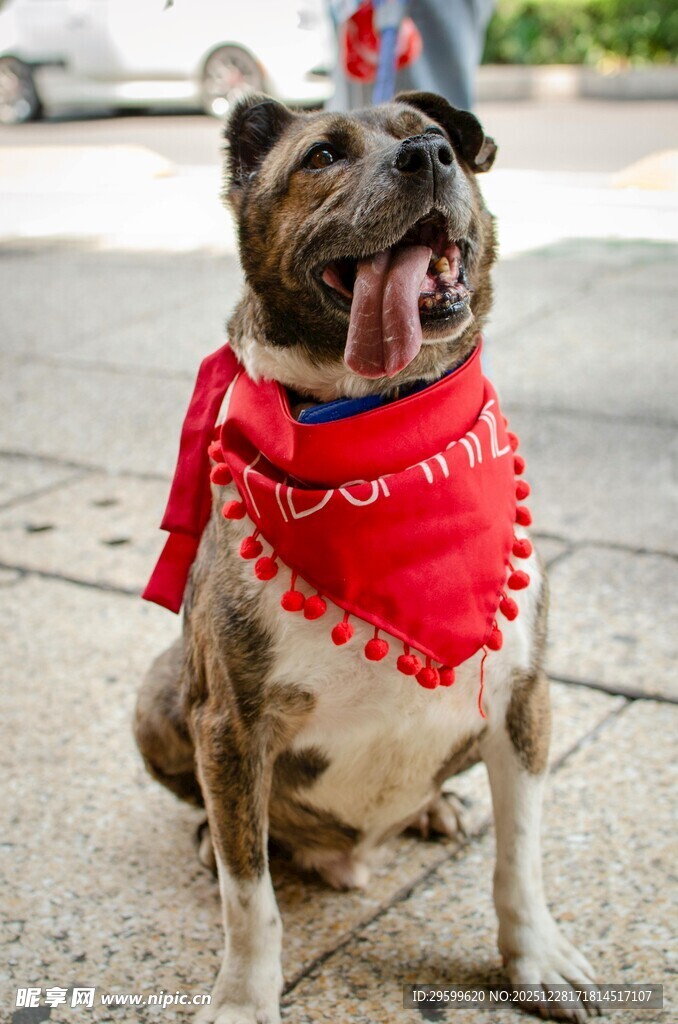 戴红巾的可爱狗狗
