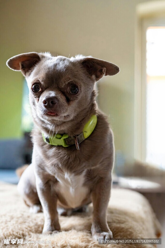 可爱吉娃娃端坐毛绒垫上