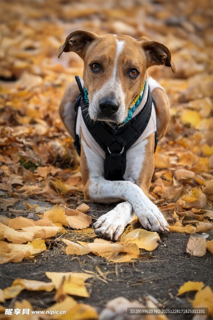 秋日落叶中趴着的可爱狗狗