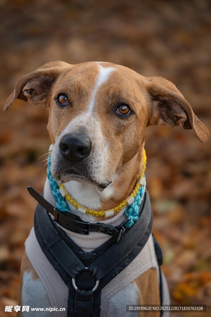 可爱戴巾狗狗户外模样