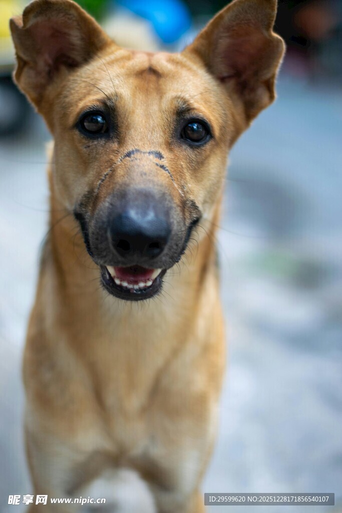 可爱微笑的棕色狗狗