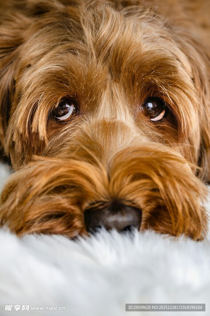 趴着的可爱小狗