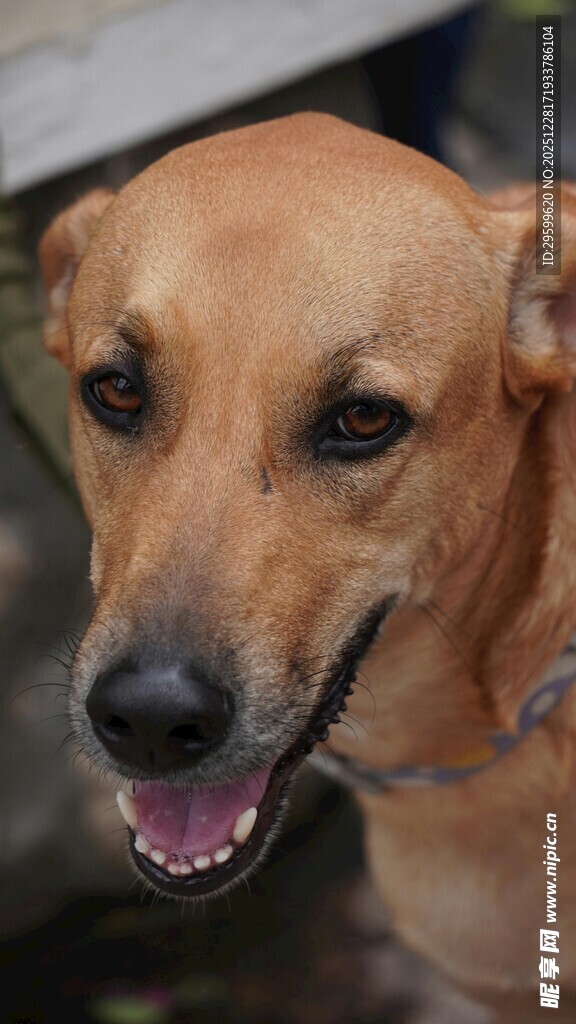 可爱棕色小狗张嘴露笑