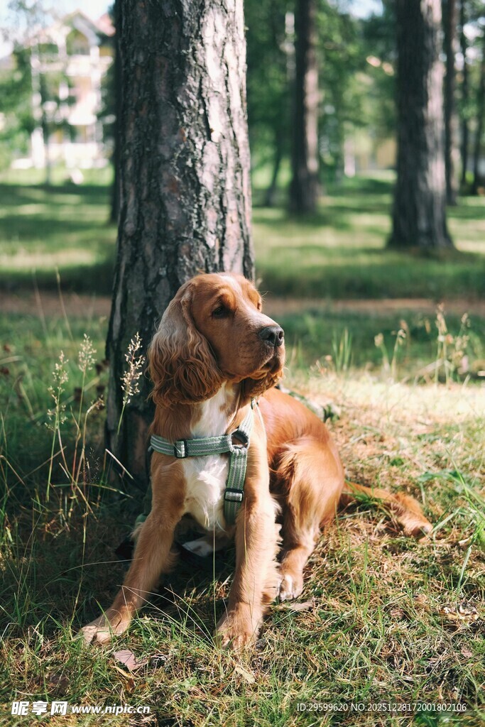 林间休憩的可爱狗狗