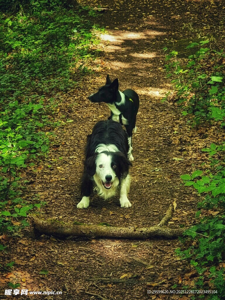 林间小路上的黑白狗狗