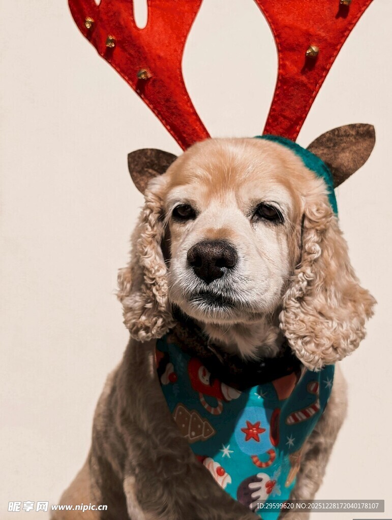 戴鹿角饰品的可爱狗狗