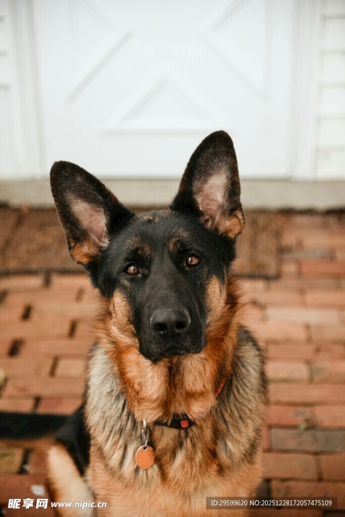 帅气德国牧羊犬安静端坐