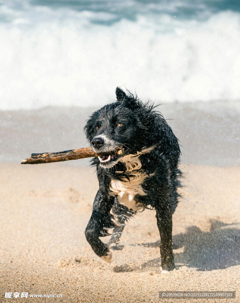 沙滩上奔跑叼木棍的狗狗