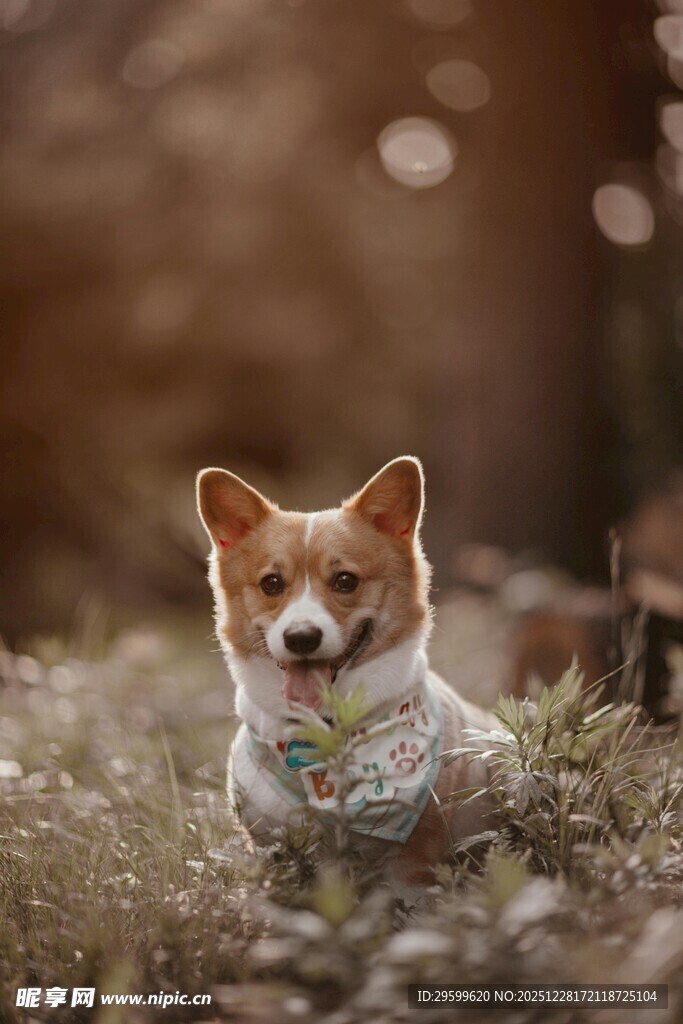 可爱柯基惬意趴于草地