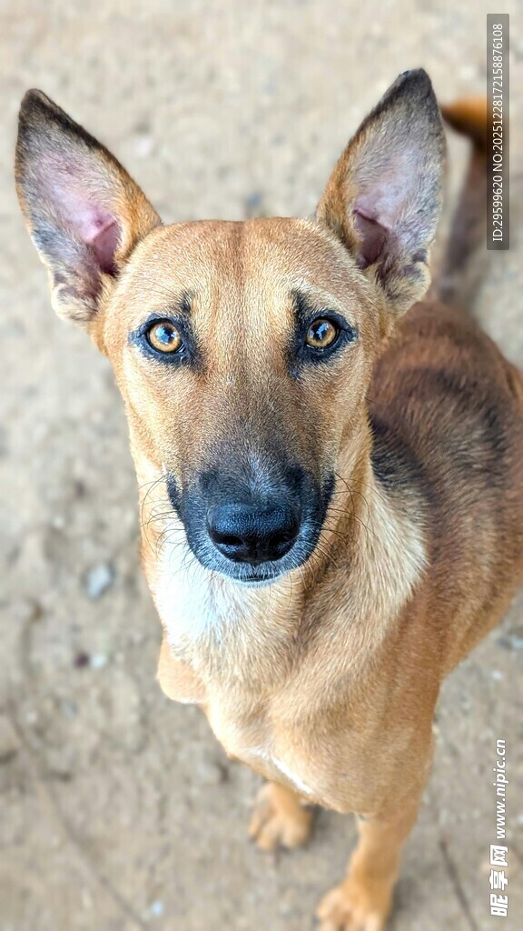 可爱立耳小狗抬头望