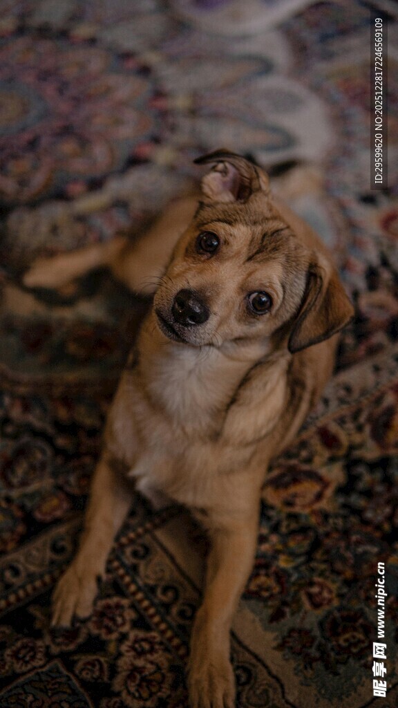 趴着的可爱小狗