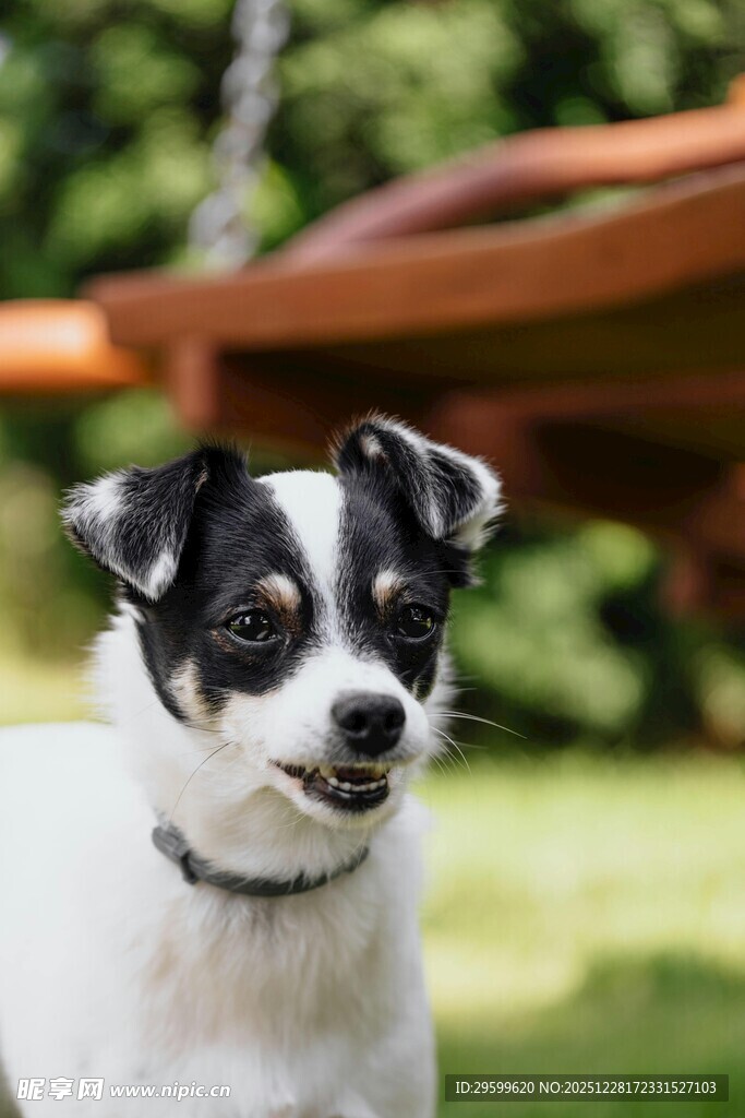 可爱吉娃娃在户外