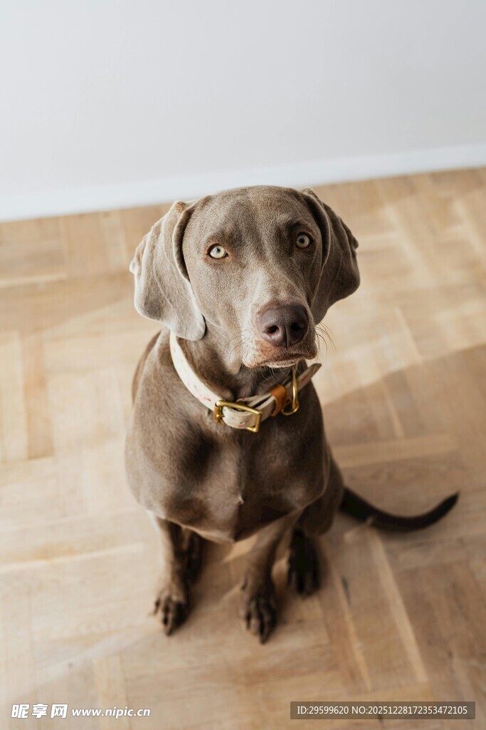 坐着的棕色狗狗