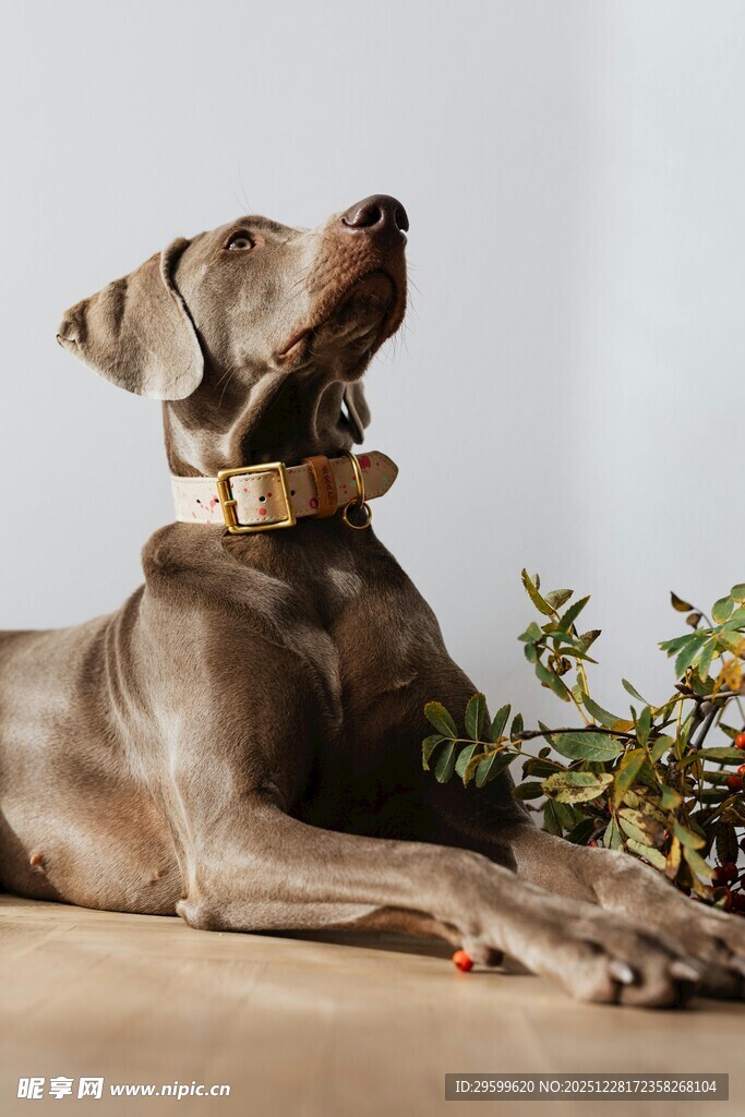 优雅威玛猎犬与绿植相伴