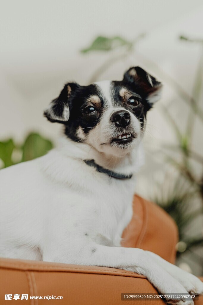 可爱吉娃娃惬意躺沙发