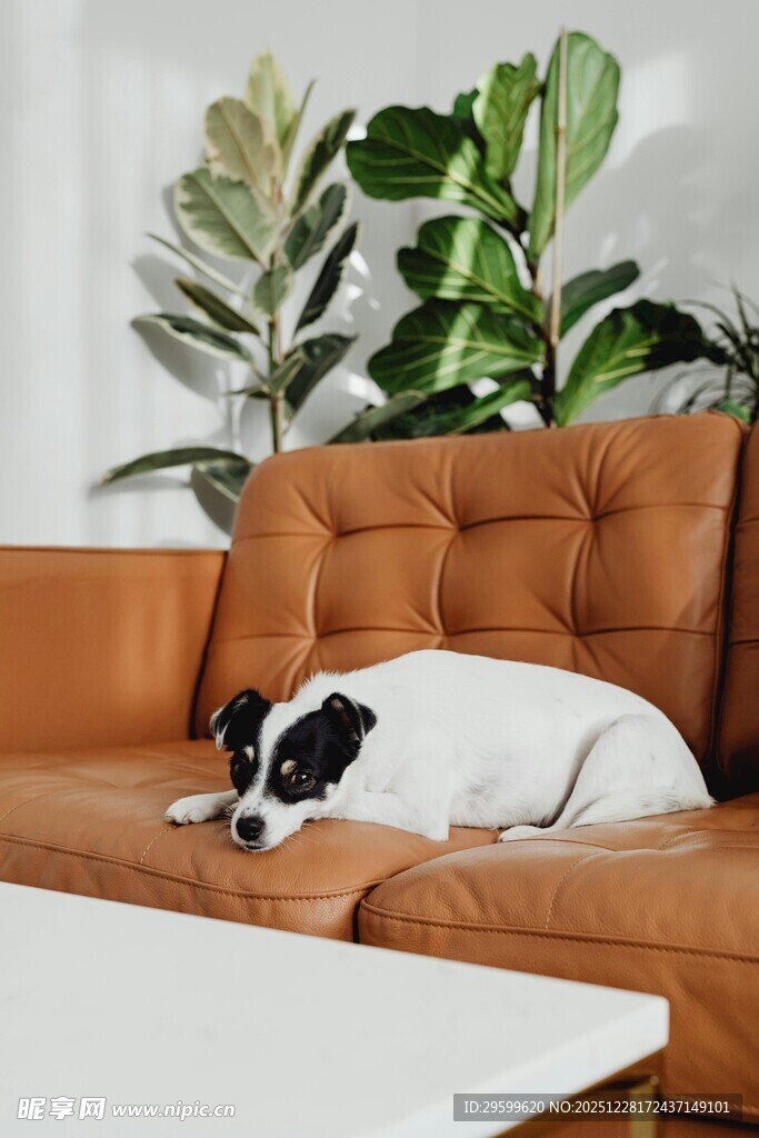 沙发上休憩的可爱狗狗