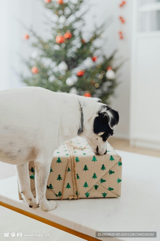 狗狗嗅闻圣诞礼物