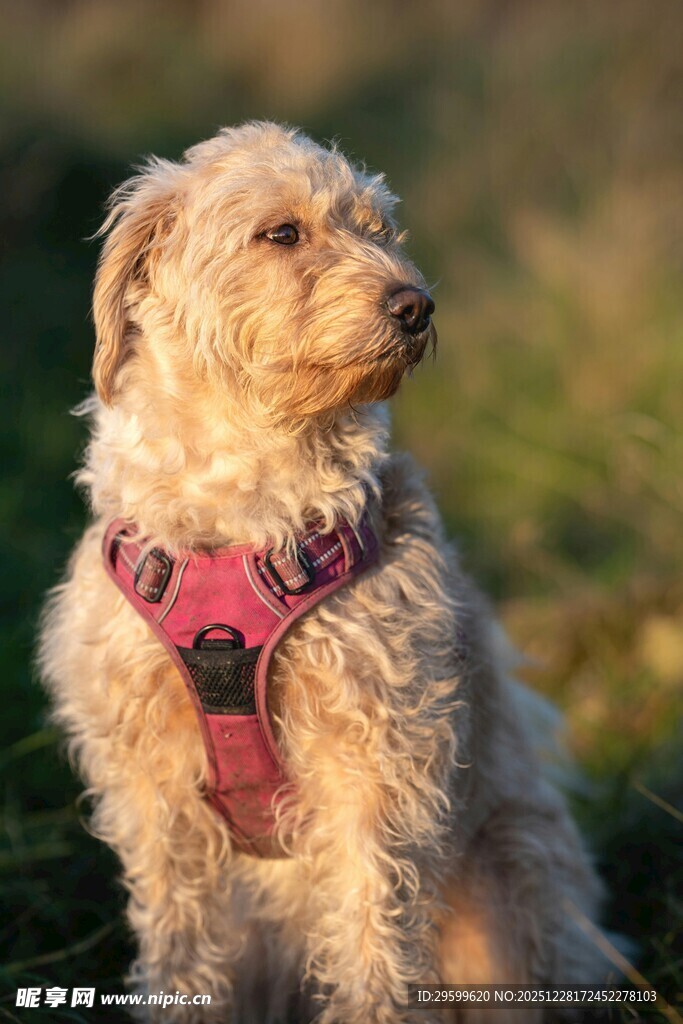 可爱小狗戴粉色背带