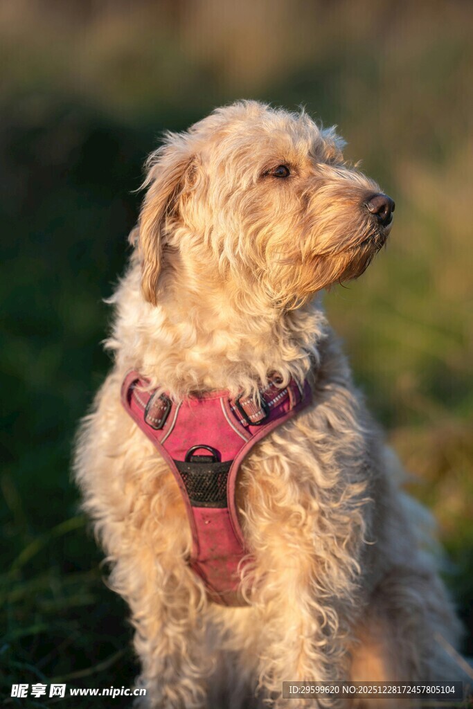 阳光下戴牵引绳的可爱小狗