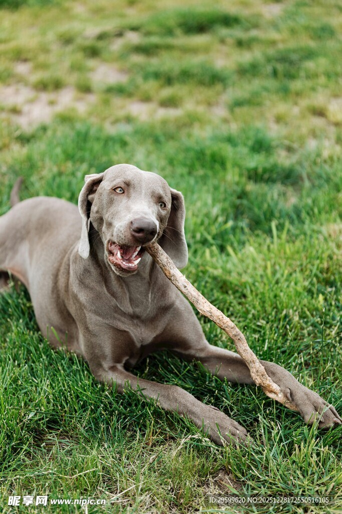 草地上惬意的威玛猎犬