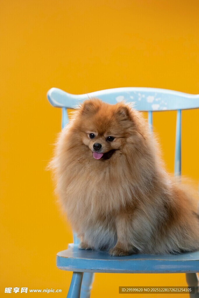 博美犬端坐蓝色椅子上