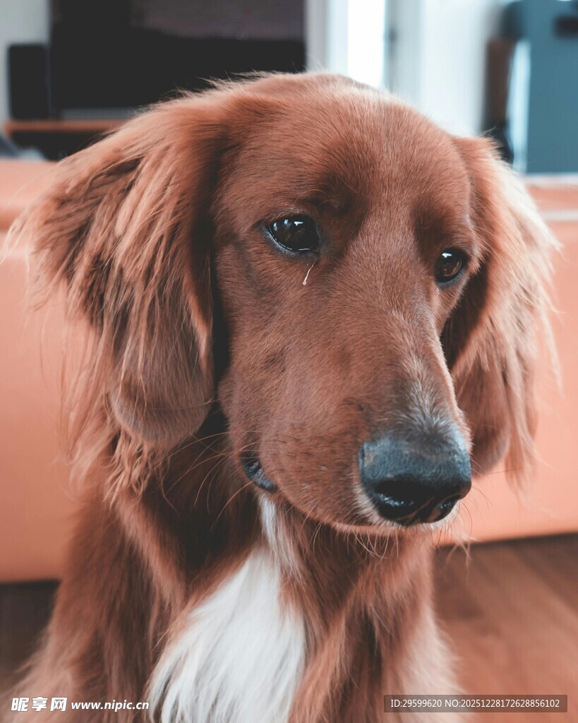 棕色长毛犬安静端坐