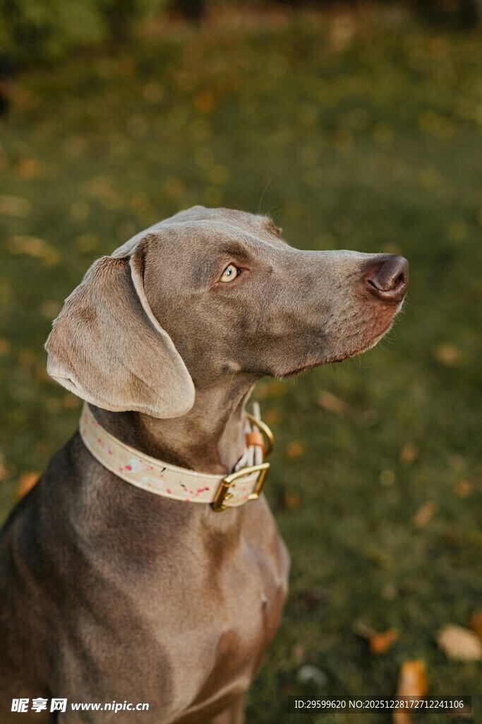 威玛猎犬草地仰头望