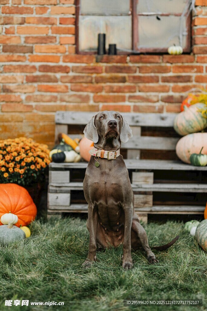 秋日草坪上的可爱狗狗