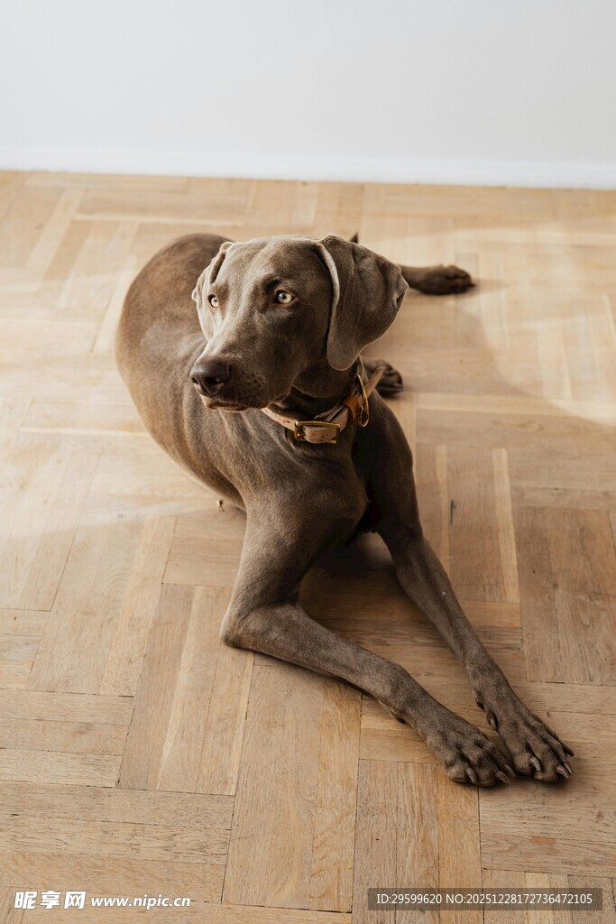 躺地的棕色狗狗