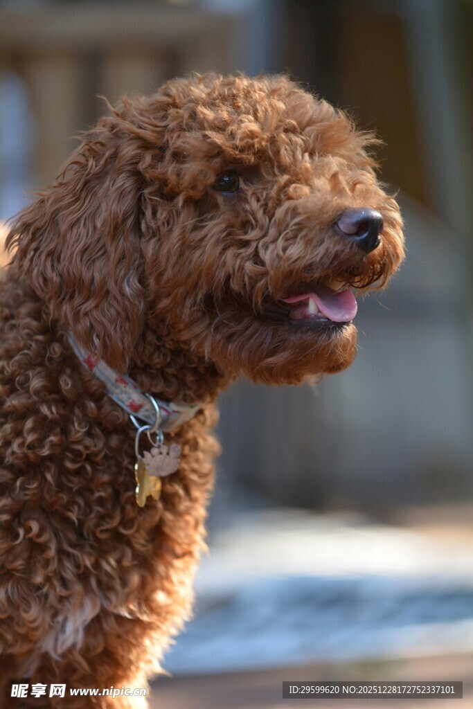 可爱棕色小狗张嘴微笑