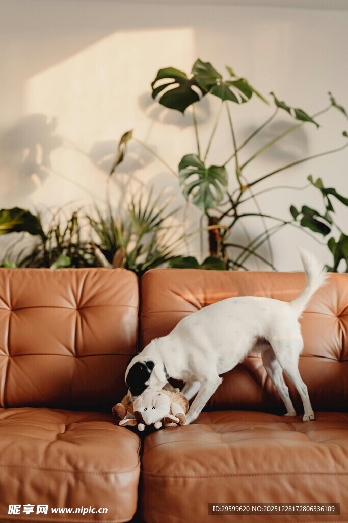 沙发上玩耍的可爱狗狗