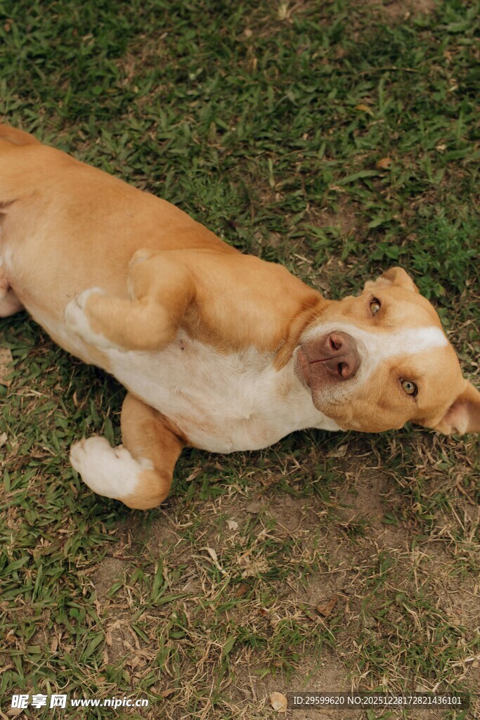 快乐躺地的可爱狗狗