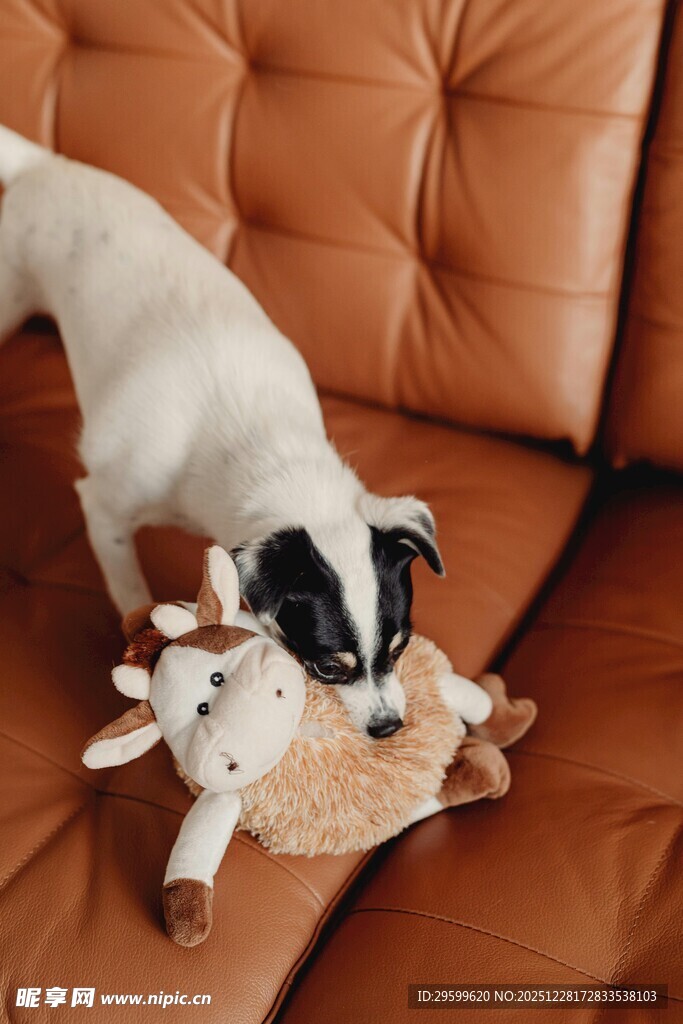 小狗玩毛绒玩具